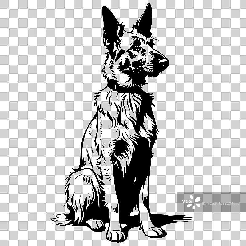 坐着的贝尔热皮卡犬，野生动物的雕刻画图片素材