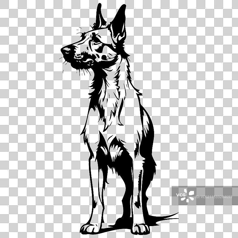 贝尔热皮卡犬素描，写实动物，单色图片素材