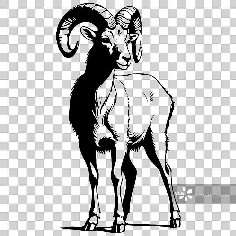 手绘大角羊的轮廓图片素材