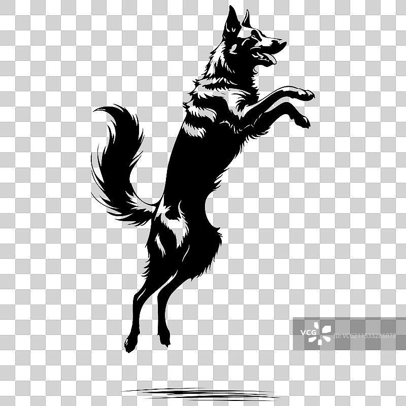 复古风格的黑色比利时牧羊犬跳跃插图图片素材