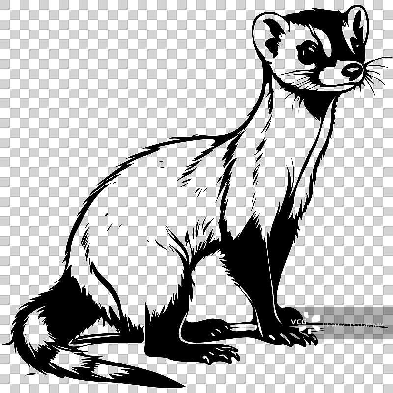 黑脚獾素描写实动物图片素材