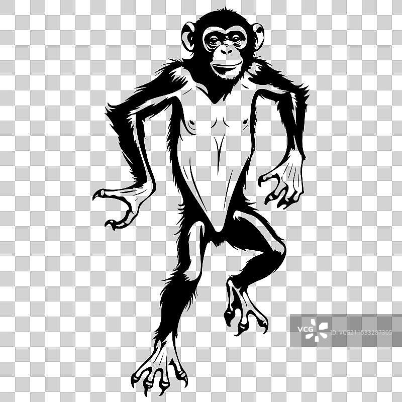 手绘的倭黑猩猩跳跃素描图片素材