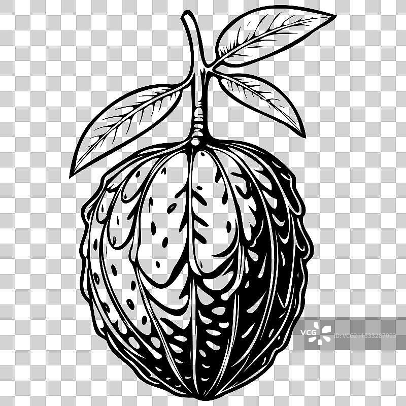 非洲面包果的复古水果插图图片素材