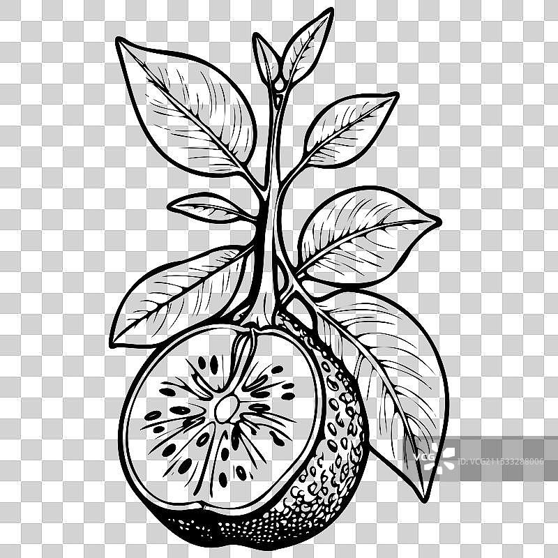 非洲面包果的写实素描水果图片素材