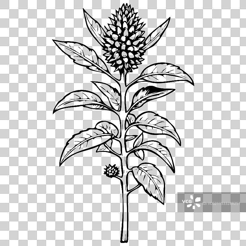 安纳豆的卡通水果雕刻轮廓图图片素材