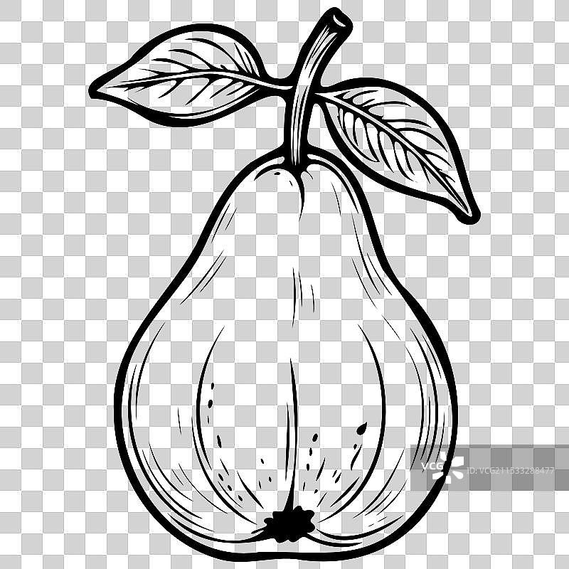 黑色手绘亚洲梨透明图像图片素材