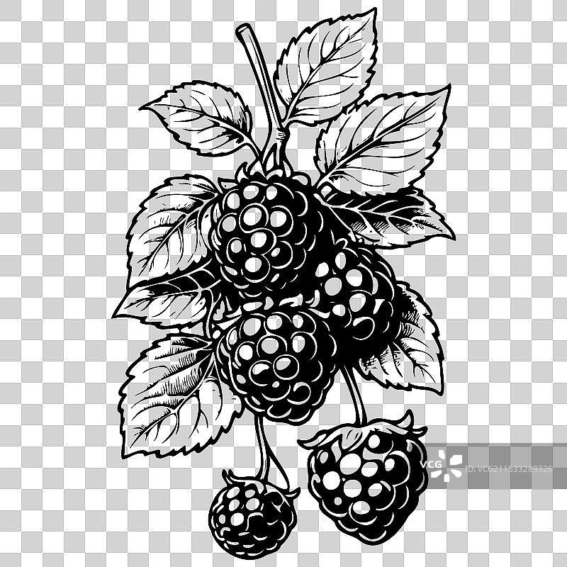 黑莓水果的雕刻图案图片素材