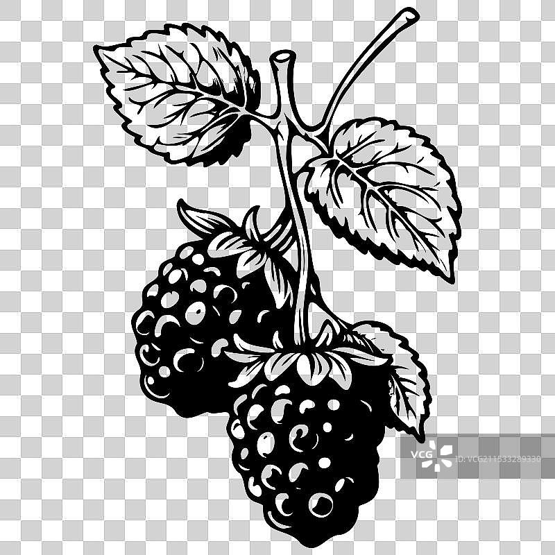 手绘黑莓透明水果图片素材