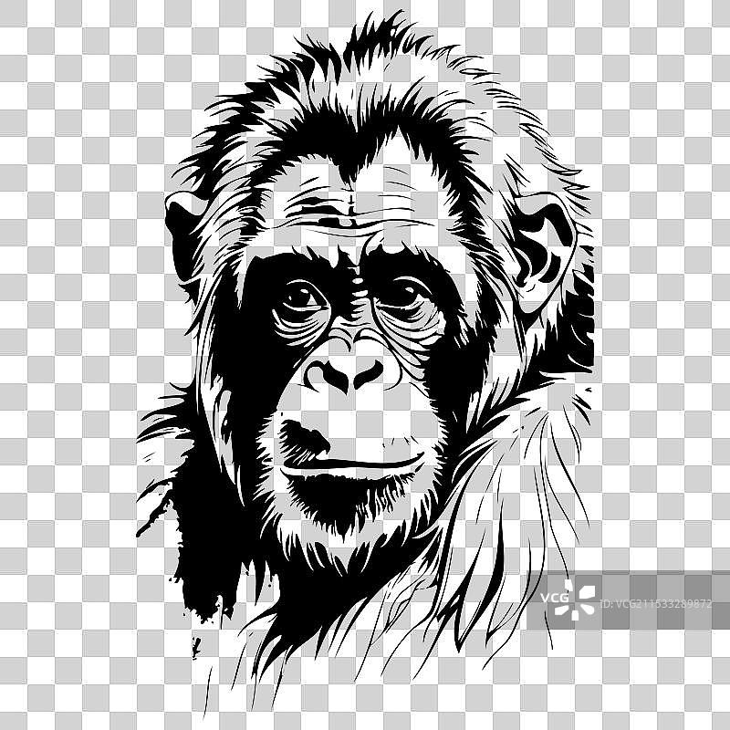 婆罗洲猩猩肖像素描手绘图片素材