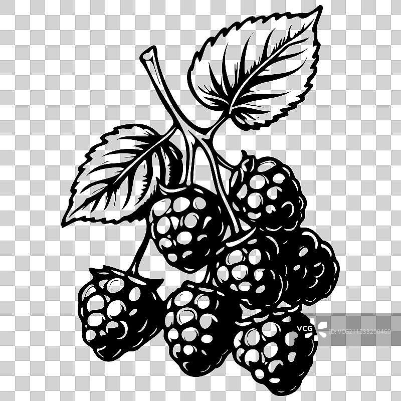 黑莓单色轮廓画写实风格图片素材