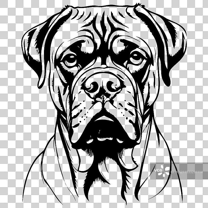 牛头犬肖像 手绘动物图片素材