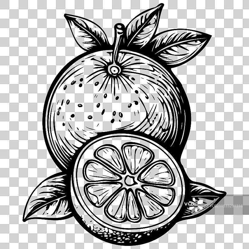 黑色线条艺术的柠檬青果绘画图片素材