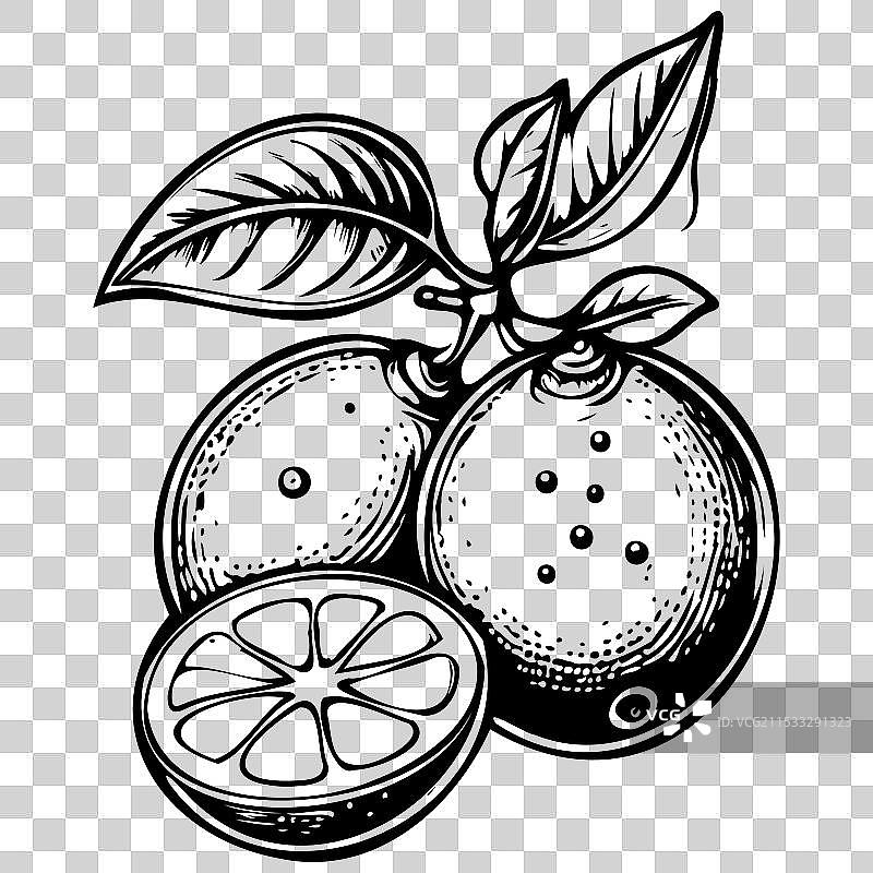 青柠檬的真实墨水素描轮廓图片素材