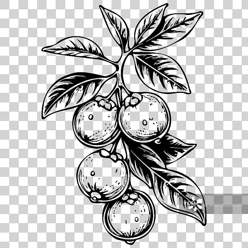 黑色果实的金桔素描，孤立展示图片素材