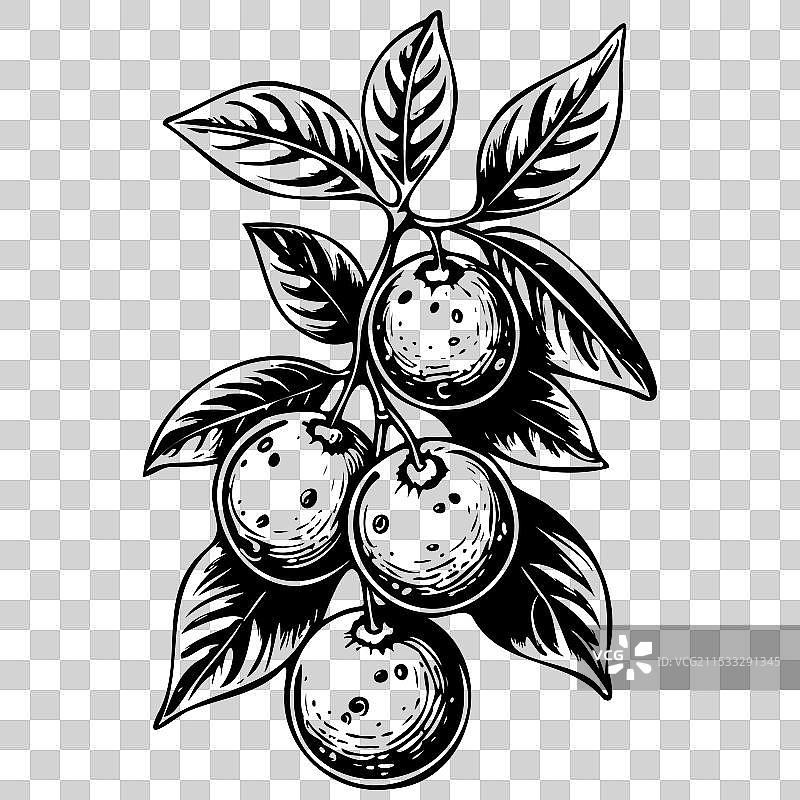 金柑的单色雕刻水果图案图片素材