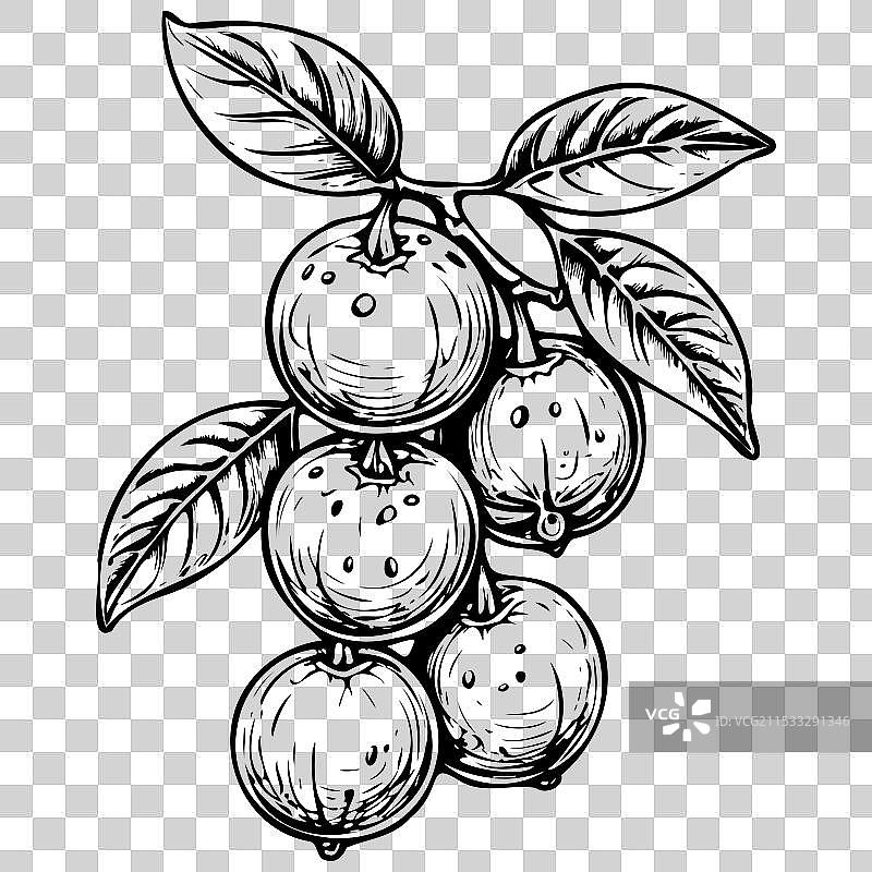 真实的金桔素描单色水果图片素材