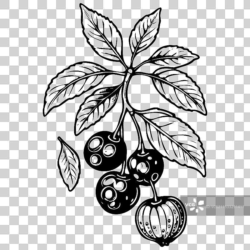 黑色手绘 chokeberry 水果透明图像图片素材