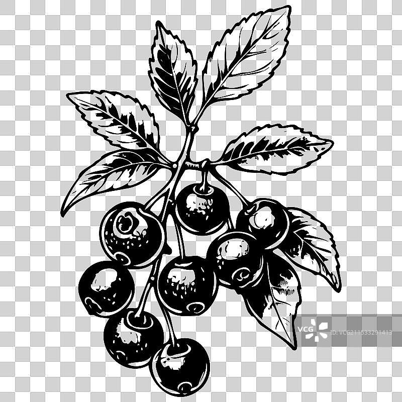 手绘的 chokeberry 水果透明图像图片素材