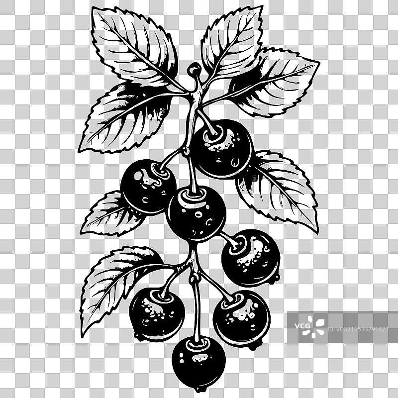 手绘的 chokeberry 水果透明图像图片素材