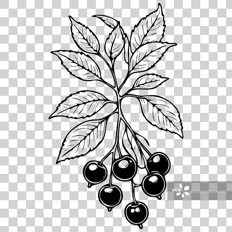 卡通水果的 chokecherry 轮廓图绘制图片素材