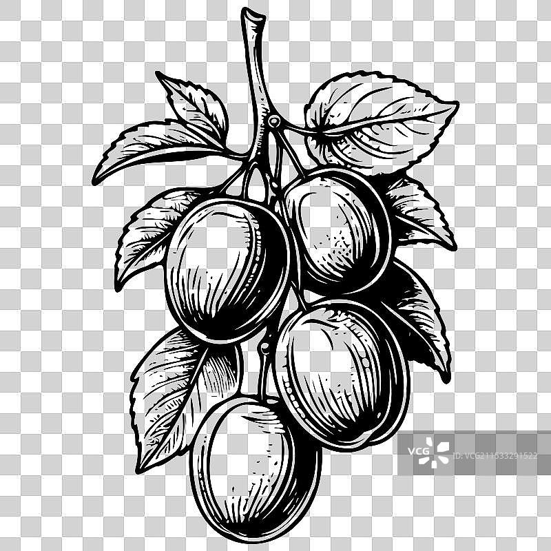 黑色手绘的李子透明图像图片素材