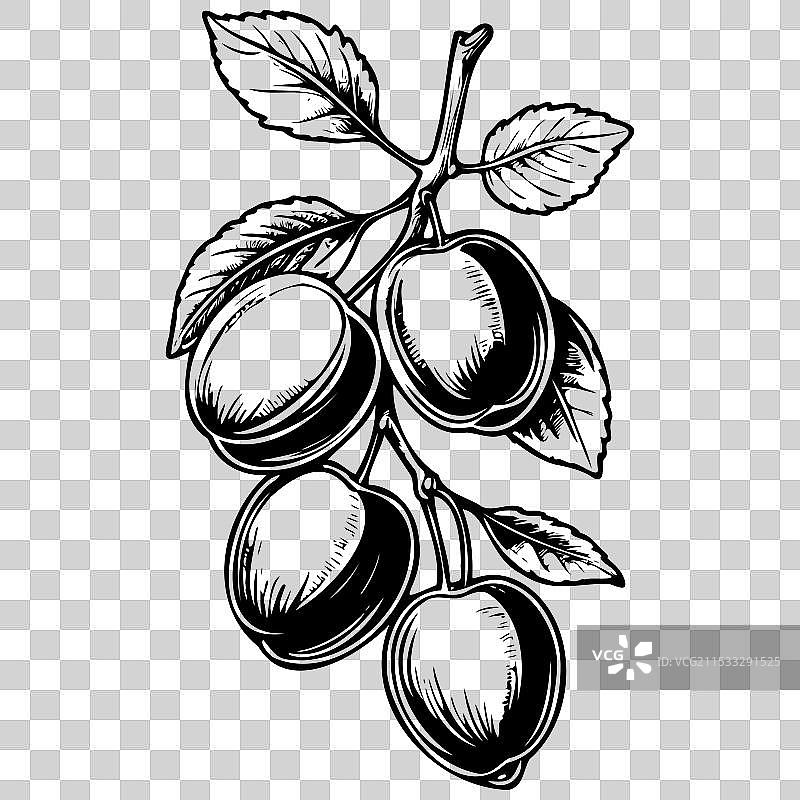 手绘的单色李子水果图片素材