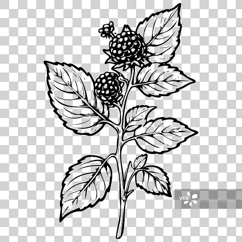 黑色线条艺术的露莓水果绘图图片素材