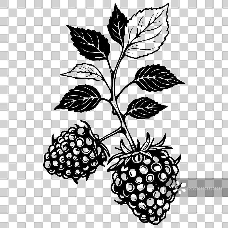 露莓卡通水果轮廓图绘制图片素材