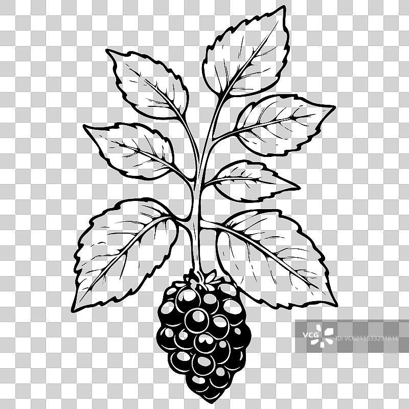 逼真的露莓轮廓素描图片素材