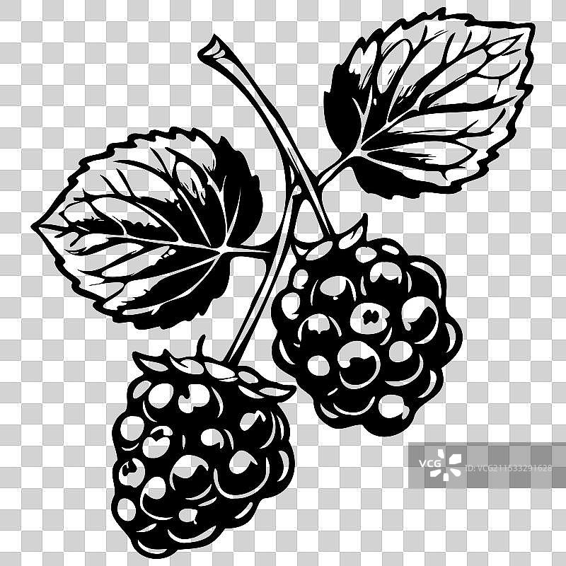 露莓的真实墨水素描果实轮廓图片素材