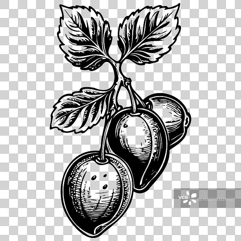 卡通风格的李子水果轮廓图绘制图片素材