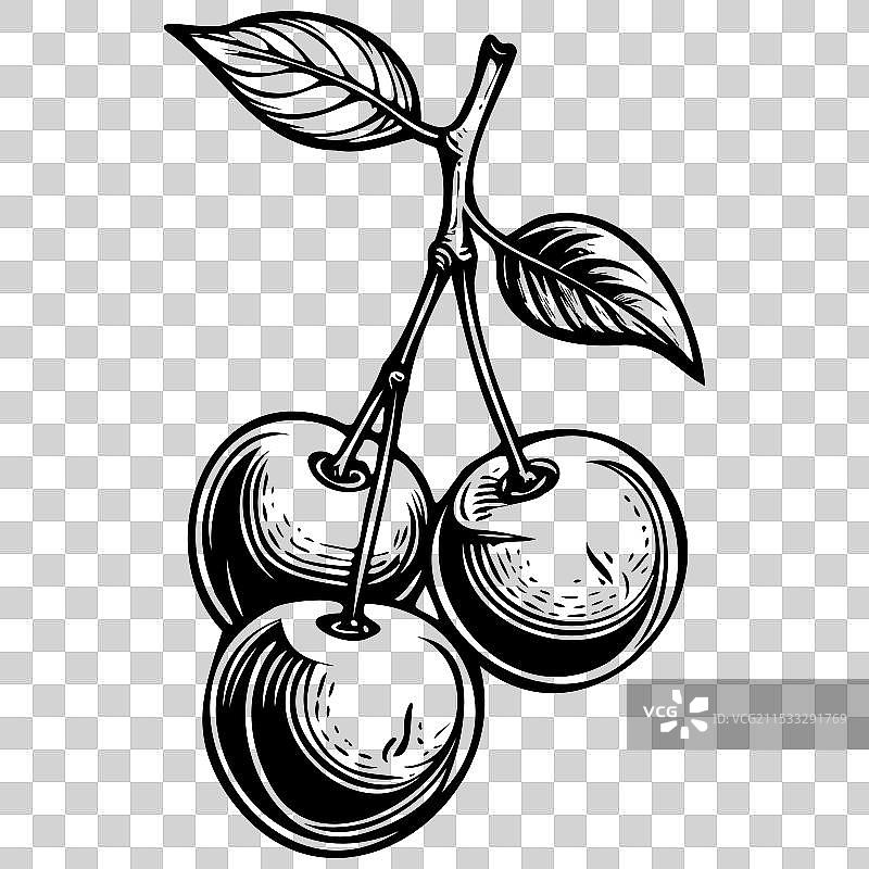 黑色乔尔樱桃的水果素描图片素材