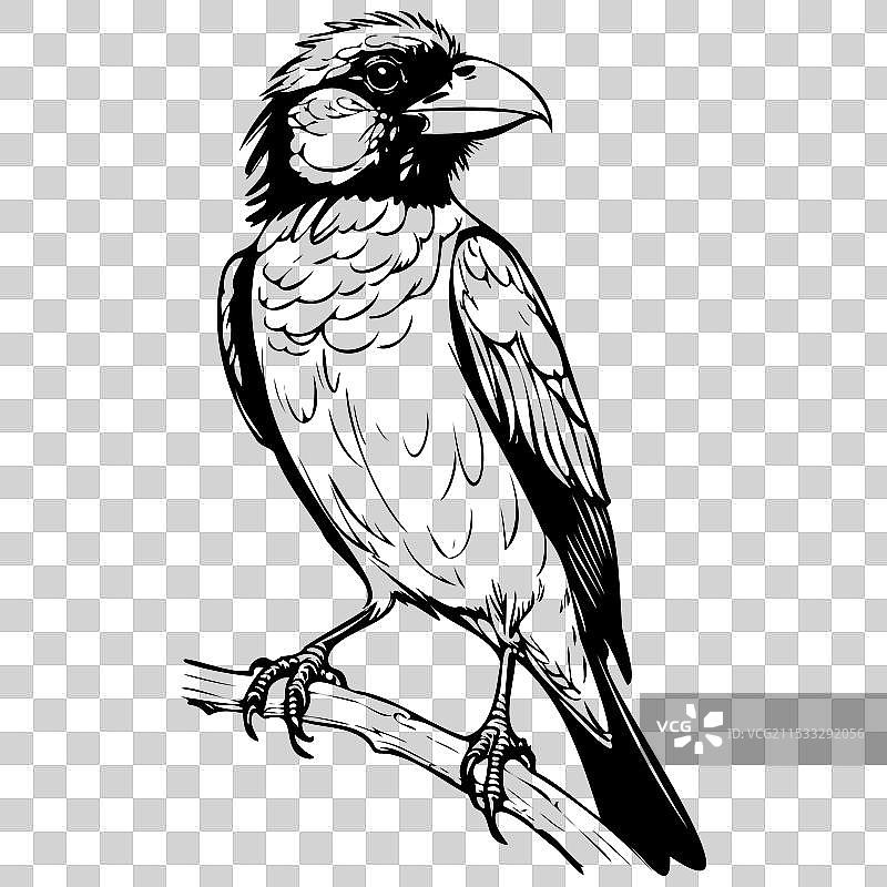 写实的墨水画巴比特鸟坐着图片素材