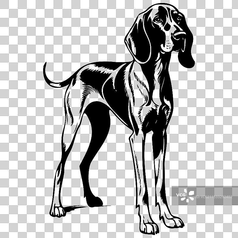 黑色和棕色的浣熊猎犬单色画图片素材