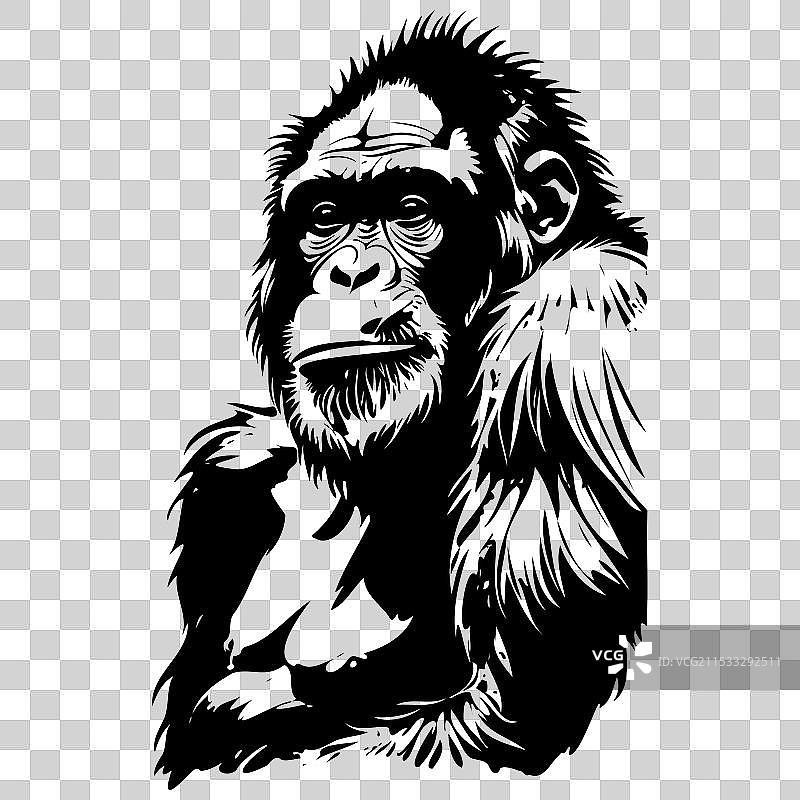 黑白的婆罗洲猩猩肖像画图片素材