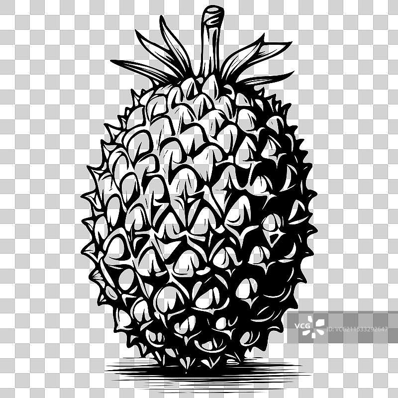 手绘单色榴莲水果透明图像图片素材