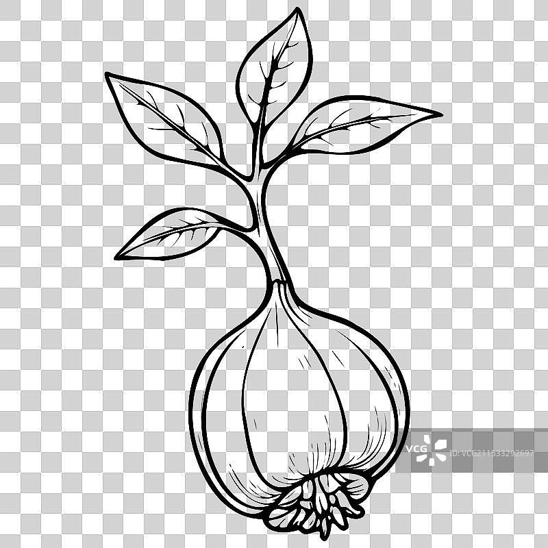 伊兰德酸无花果的水果雕刻图。图片素材