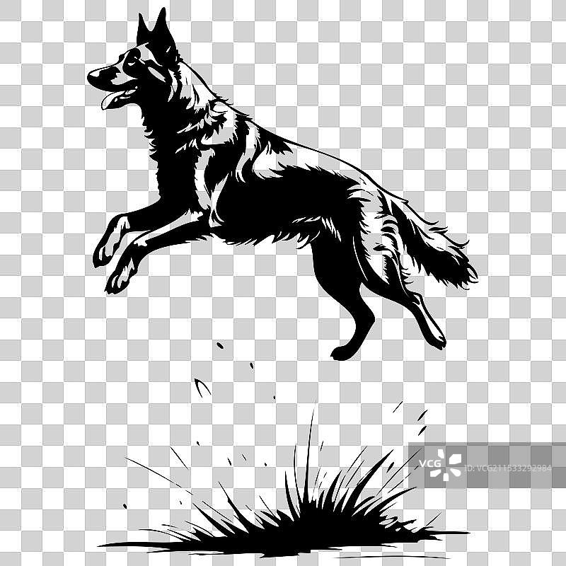 黑色比利时牧羊犬跳跃的雕刻画图片素材