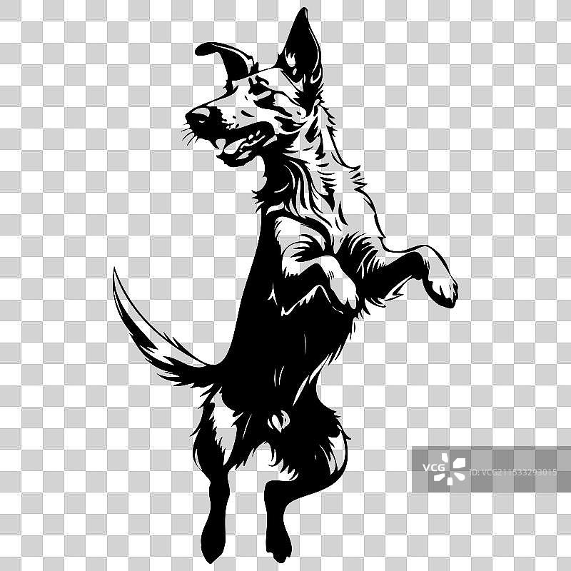 黑色的贝尔热皮卡犬跳跃的雕刻画图片素材