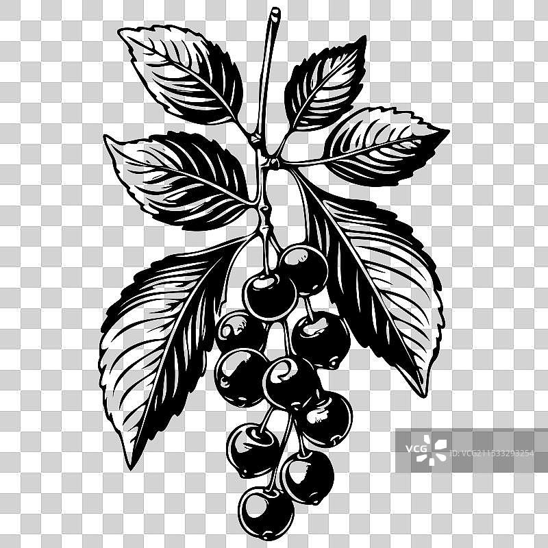 刻画黑樱桃的水果雕刻图案图片素材