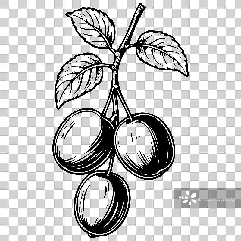 雕刻的李子复古水果图像图片素材