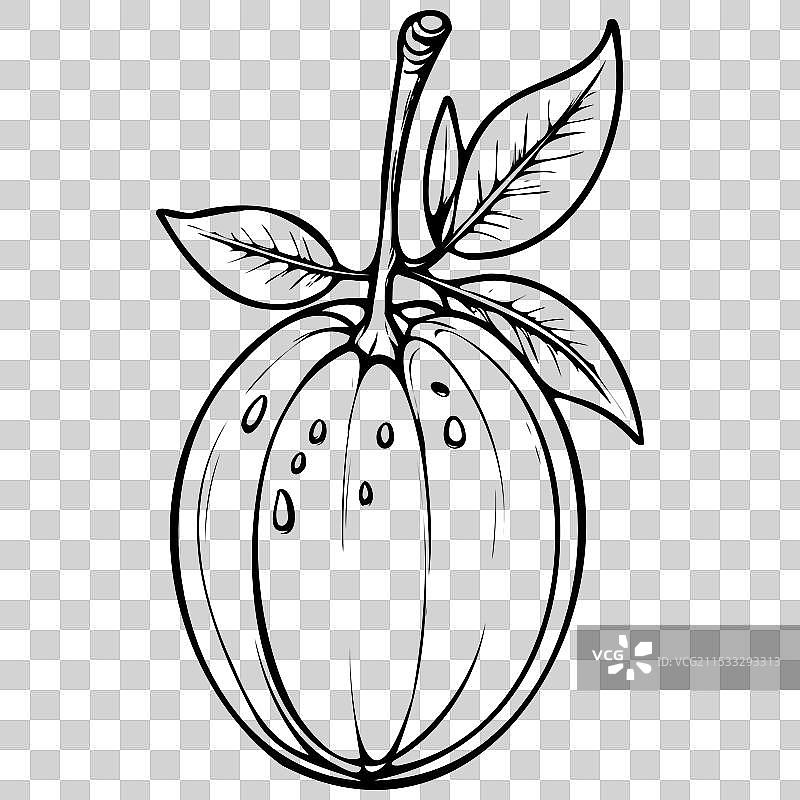 手绘的孤立兰塞蒂拉芒果雕刻图图片素材