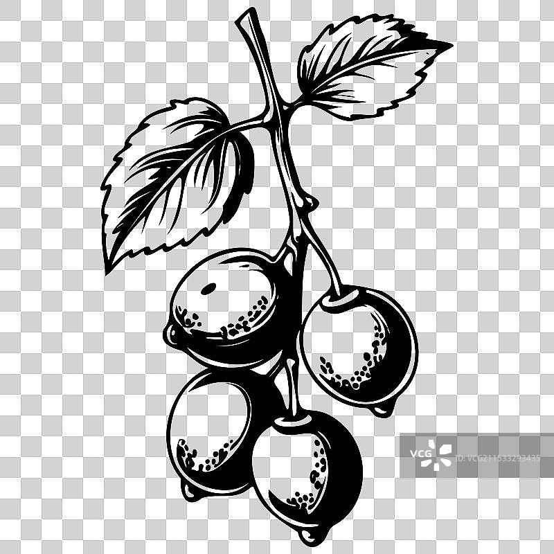 手绘的黑刺李水果透明雕刻图图片素材