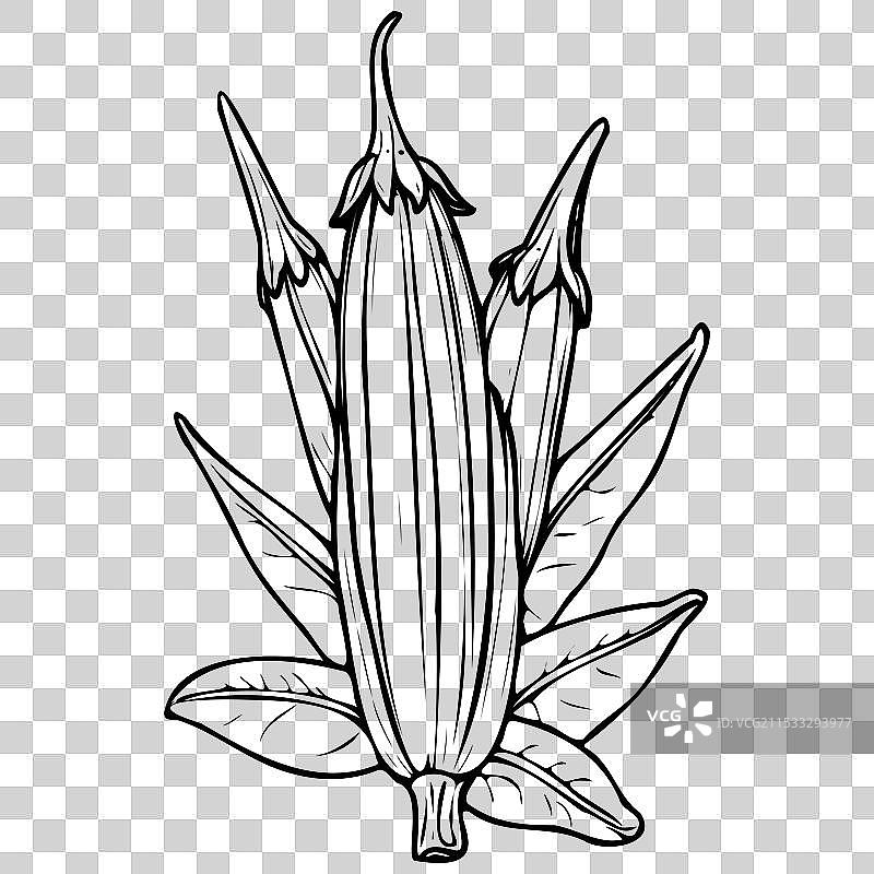手绘透明的秋葵水果图片素材