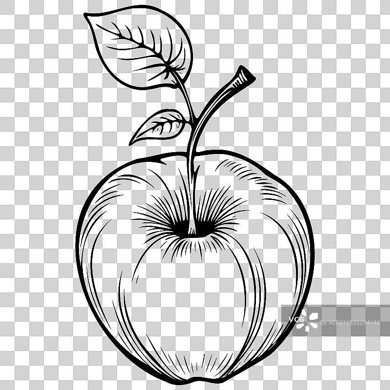 富士苹果的真实手绘线条图图片素材