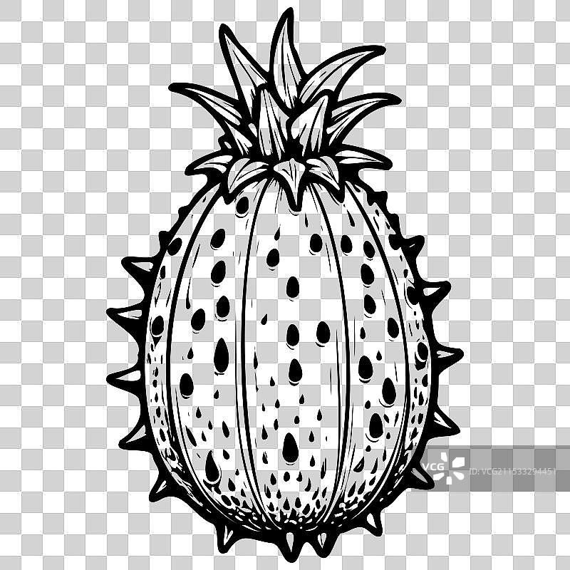 角瓜的逼真手绘线条图图片素材