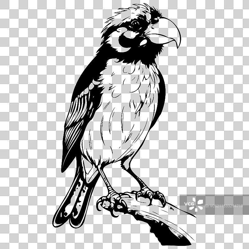 墨水鹦鹉坐着的卡通轮廓画图片素材