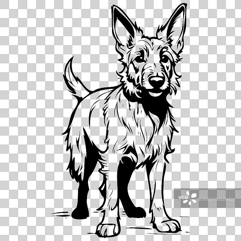 手绘的透明贝尔吉克犬动物插图图片素材
