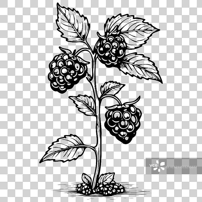 手绘的黑莓孤立水果图片素材