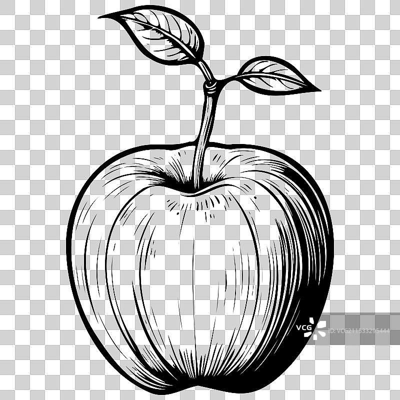 手绘的纽约帝国苹果水果图片素材